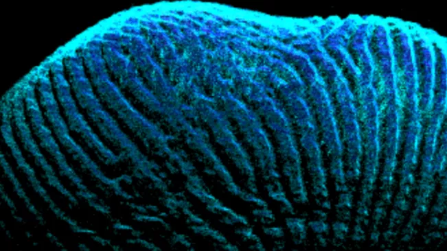 3d_fingerabdruck_c1_2021_foto_alexander_kirfel_teasercut.png (DE)